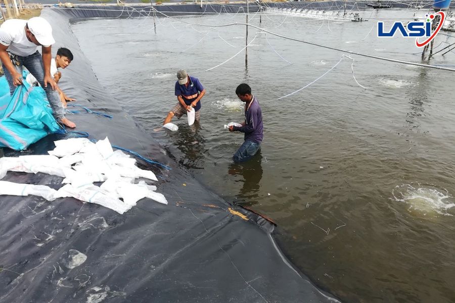 Hướng Dẫn Đảm Bảo Tôm Giống Tốt Cho Vụ Nuôi