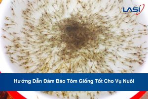Hướng Dẫn Đảm Bảo Tôm Giống Tốt Cho Vụ Nuôi