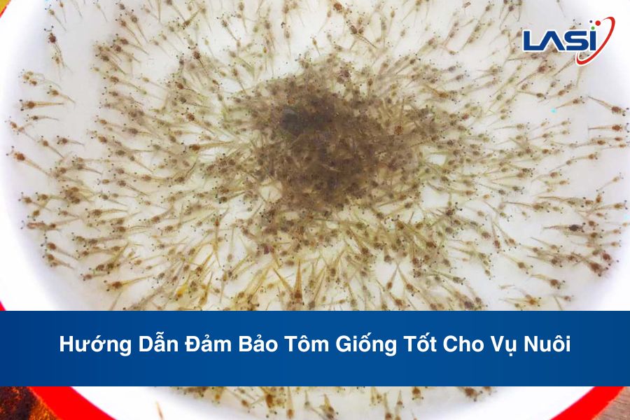 Hướng Dẫn Đảm Bảo Tôm Giống Tốt Cho Vụ Nuôi