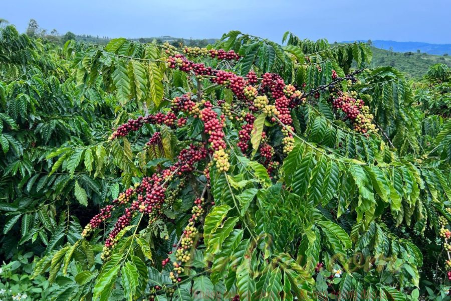 Nông Nghiệp Carbon Thấp: Xu Hướng Phát Triển Bền Vững