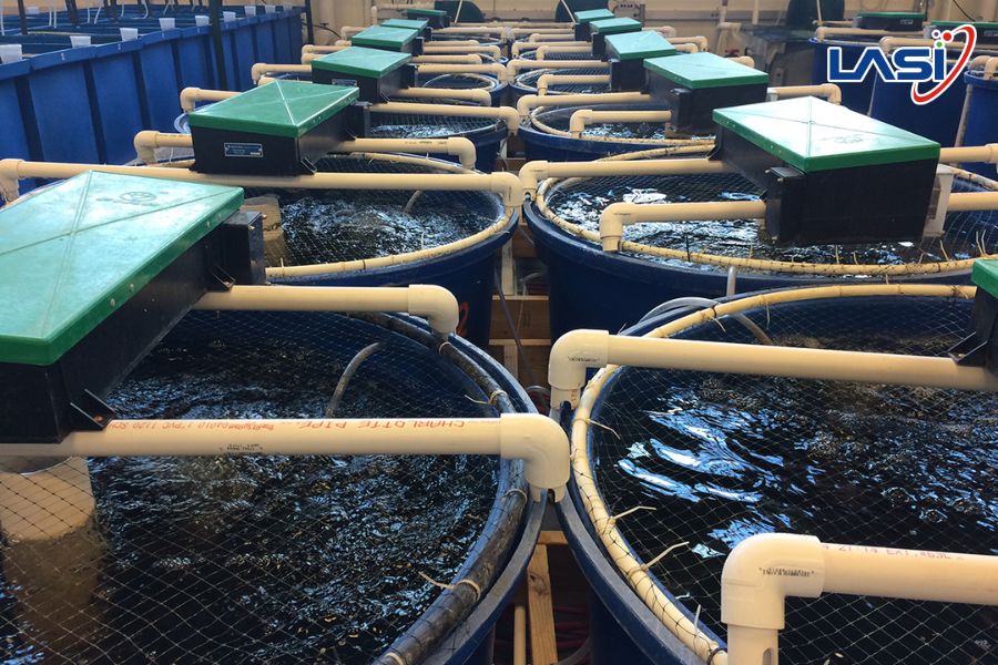 Các Mô Hình Nuôi Tôm Thân Thiện Môi Trường