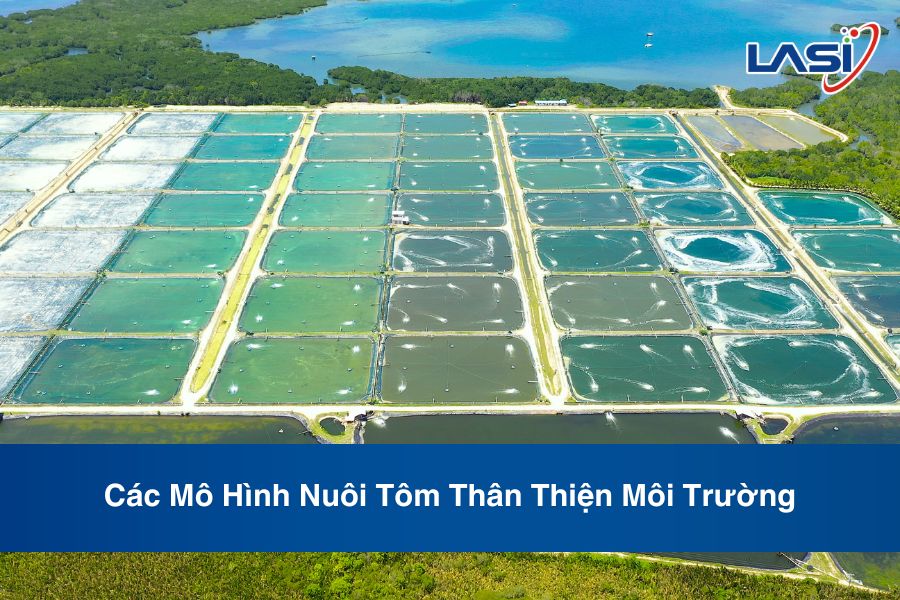Các Mô Hình Nuôi Tôm Thân Thiện Môi Trường