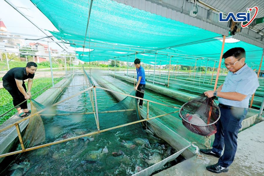 Cơ Hội Từ Nuôi Trồng Thủy Sản Phát Thải Thấp