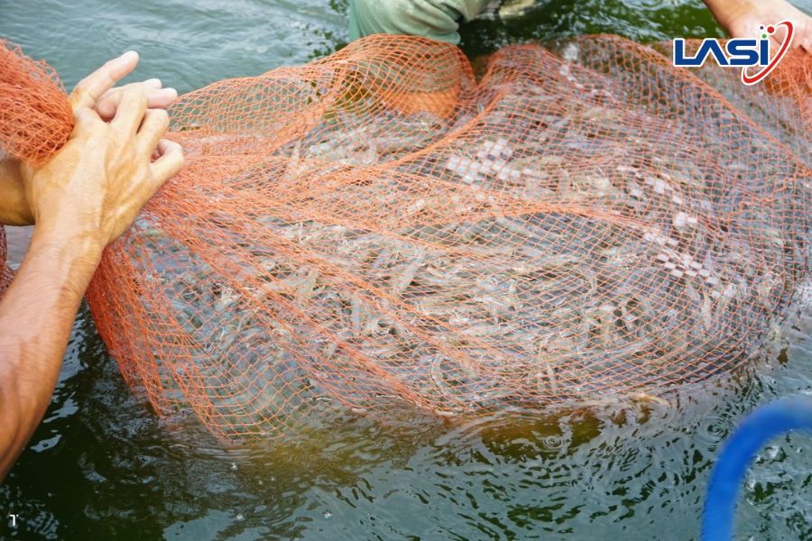 Doanh Nghiệp Thủy Sản Việt Nam Cần Làm Gì Trong Cuộc Đua Carbon?