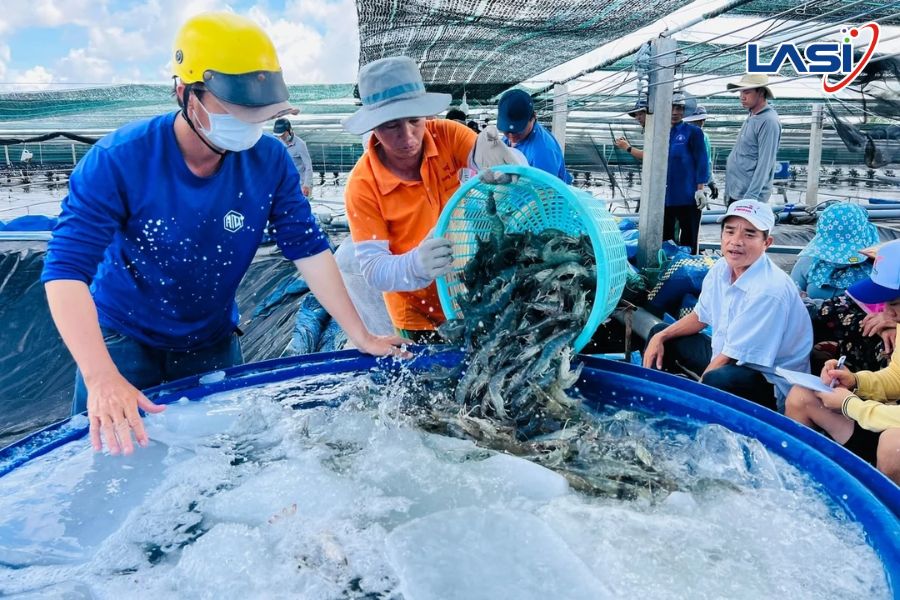 Giá Thức Ăn Tăng, Giá Tôm Nguyên Liệu Giảm Gây Áp Lực Toàn Chuỗi