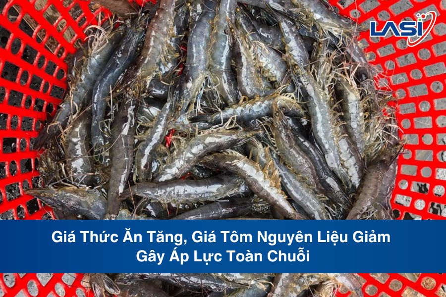 Giá Thức Ăn Tăng, Giá Tôm Nguyên Liệu Giảm Gây Áp Lực Toàn Chuỗi