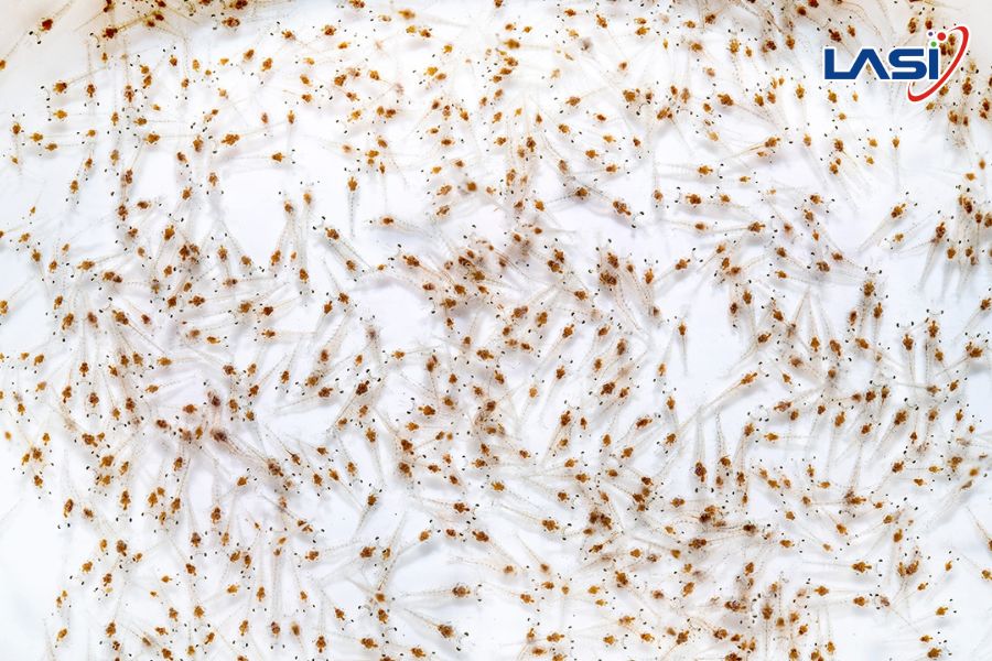 Giải Pháp Hỗ Trợ Nuôi Trồng Thủy Sản Bền Vững