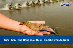 Giải Pháp Tăng Năng Suất Nuôi Tôm Cho Chủ Ao Nuôi