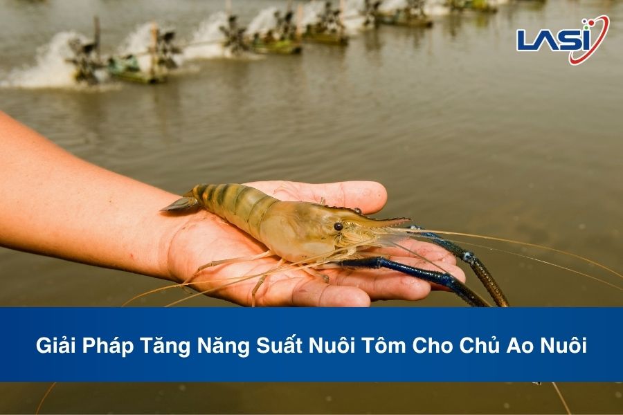 Giải Pháp Tăng Năng Suất Nuôi Tôm Cho Chủ Ao Nuôi