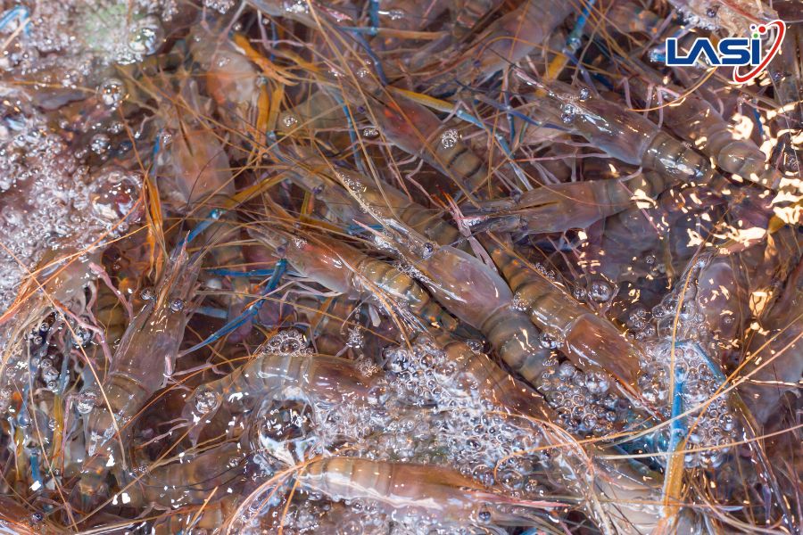 Kinh Nghiệm Chọn Tôm Giống Để Vụ Nuôi Thành Công