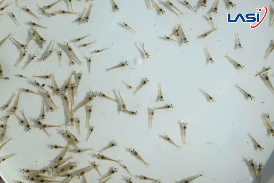 Kinh Nghiệm Chọn Tôm Giống Để Vụ Nuôi Thành Công