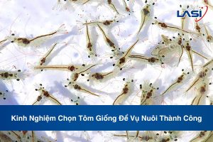 Kinh Nghiệm Chọn Tôm Giống Để Vụ Nuôi Thành Công