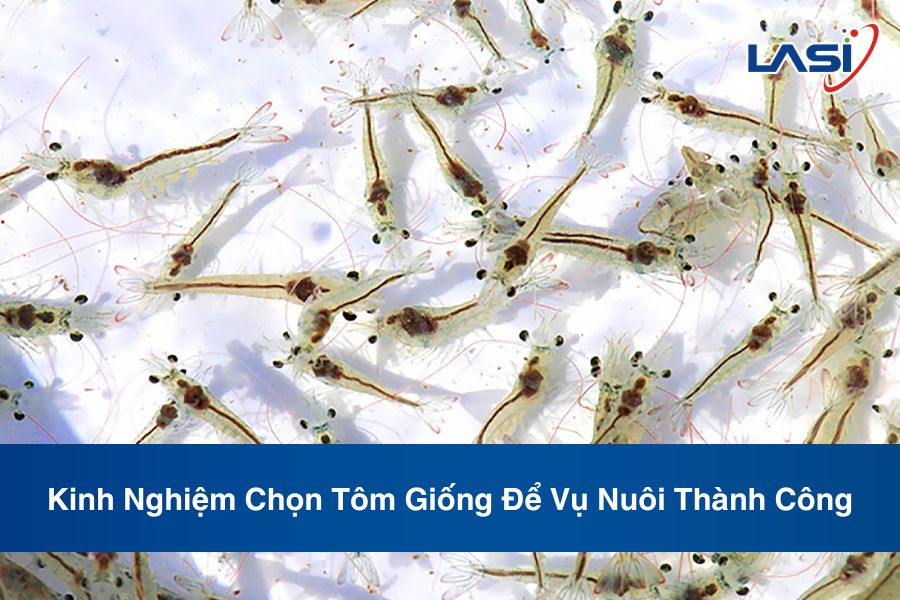 Kinh Nghiệm Chọn Tôm Giống Để Vụ Nuôi Thành Công