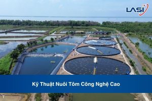 Kỹ Thuật Nuôi Tôm Công Nghệ Cao