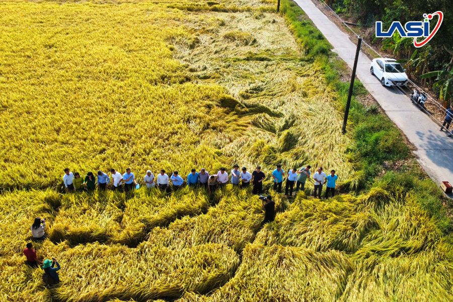 LASI Tham Dự Hội Thảo Tổng Kết Mô Hình Thực Hành Bón Phân Đúng Cách Tại Cần Thơ