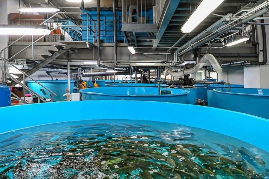 Mô Hình Nuôi Tôm Công Nghệ Cao Tại Việt Nam