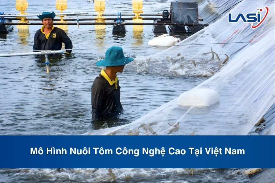 Mô Hình Nuôi Tôm Công Nghệ Cao Tại Việt Nam