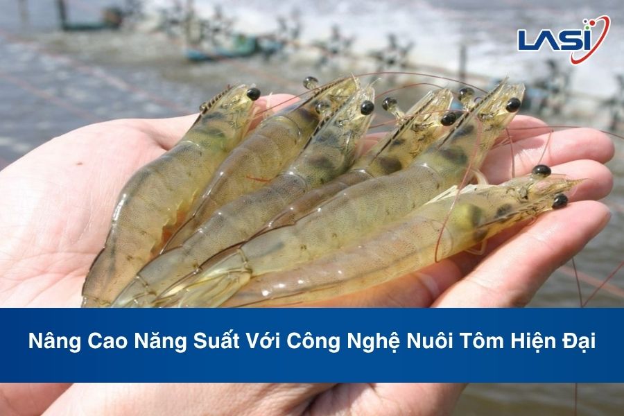 Nâng Cao Năng Suất Với Công Nghệ Nuôi Tôm Hiện Đại