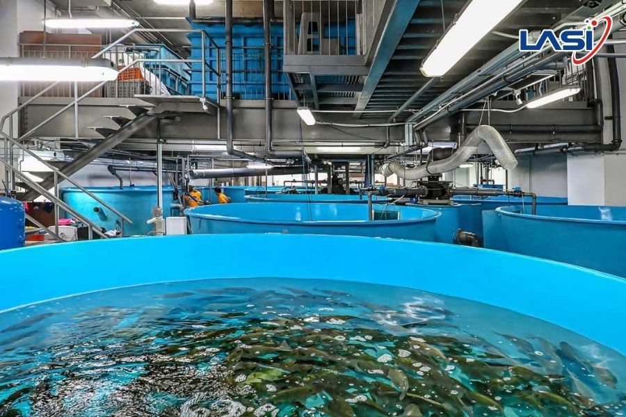 Những Yếu Tố Giúp Tăng Năng Suất Nuôi Tôm Bền Vững