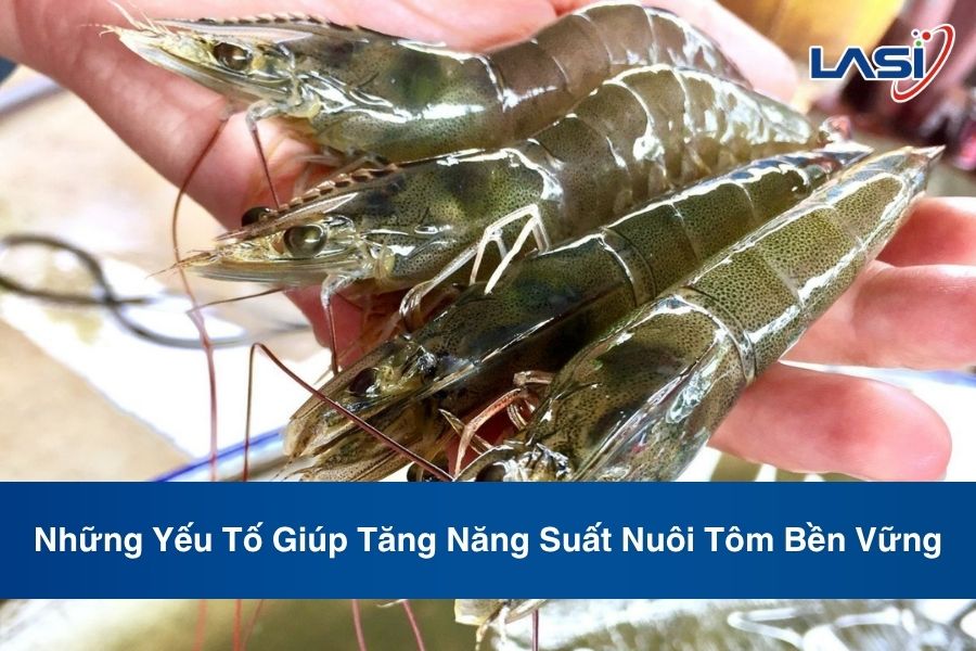 Những Yếu Tố Giúp Tăng Năng Suất Nuôi Tôm Bền Vững