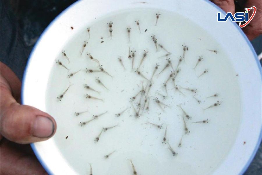 Nuôi Tôm Bền Vững - 5 Giải Pháp Phát Triển Dài Hạn