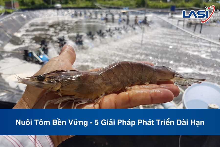 Nuôi Tôm Bền Vững - 5 Giải Pháp Phát Triển Dài Hạn