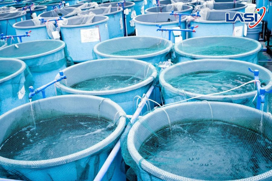 Ứng Dụng Công Nghệ Cao Trong Chuyển Đổi Ngành Tôm Việt Nam