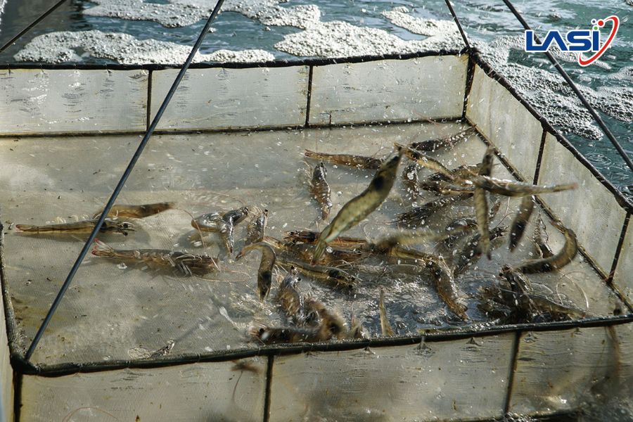 Ứng Dụng Công Nghệ Cao Trong Chuyển Đổi Ngành Tôm Việt Nam