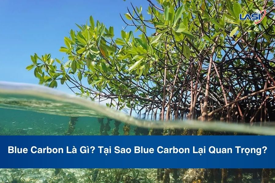 Blue Carbon Là Gì? Tại Sao Blue Carbon Lại Quan Trọng?