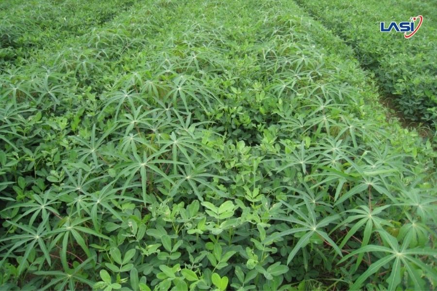 Các Mô Hình Nông Nghiệp Bền Vững Phổ Biến Hiện Nay