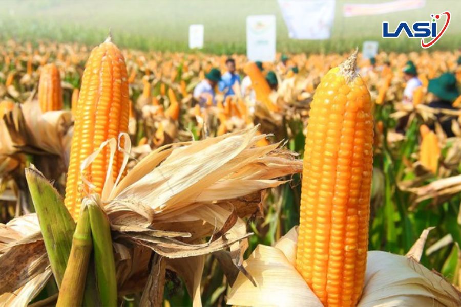 Công Nghệ Sinh Học Nông Nghiệp: Hướng Tới Nền Nông Nghiệp Bền Vững