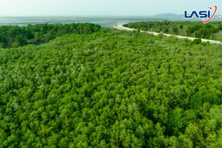 Những Quy Định Về Tín Chỉ Carbon Rừng