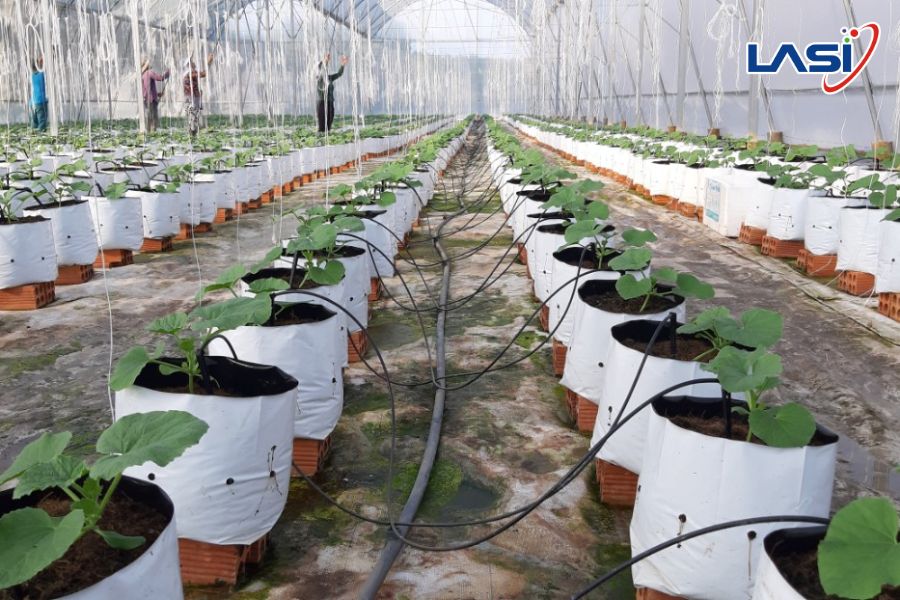 Tưới Nhỏ Giọt Cây Ăn Trái Có Tốt Không?