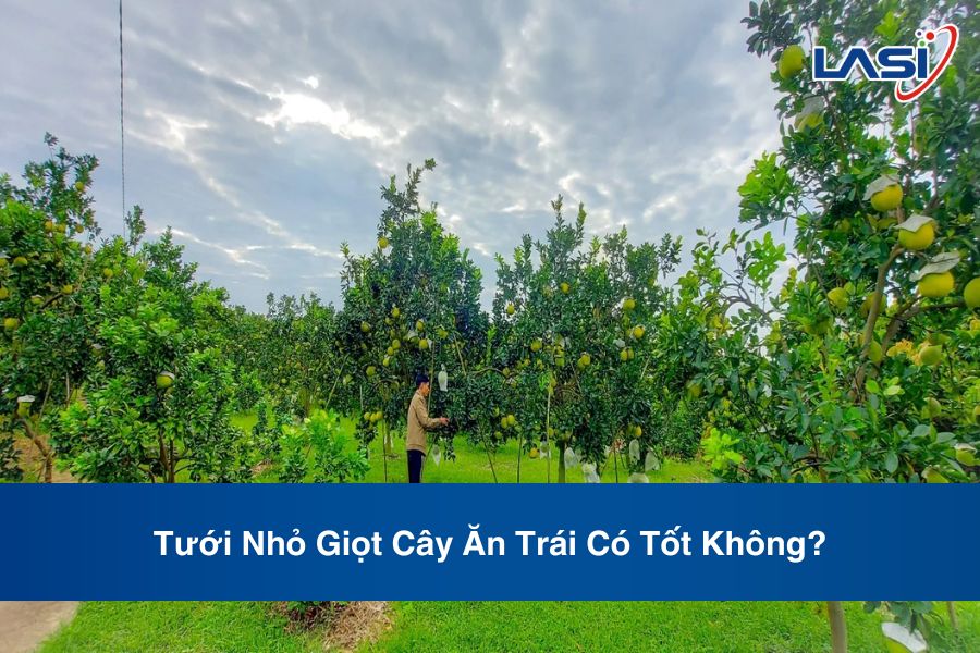 Tưới Nhỏ Giọt Cây Ăn Trái Có Tốt Không?