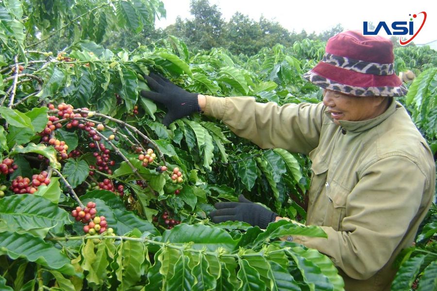 Ứng Dụng Của Công Nghệ Sinh Học Trong Nông Nghiệp