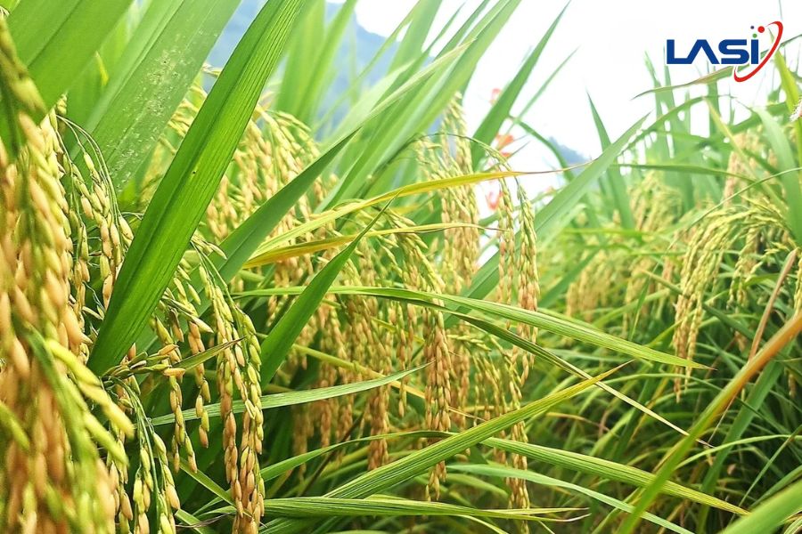 Các Phương Pháp Để Canh Tác Lúa Phát Thải Thấp