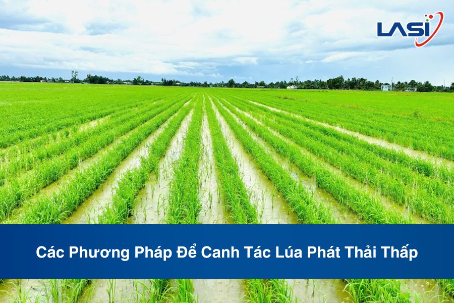 Các Phương Pháp Để Canh Tác Lúa Phát Thải Thấp