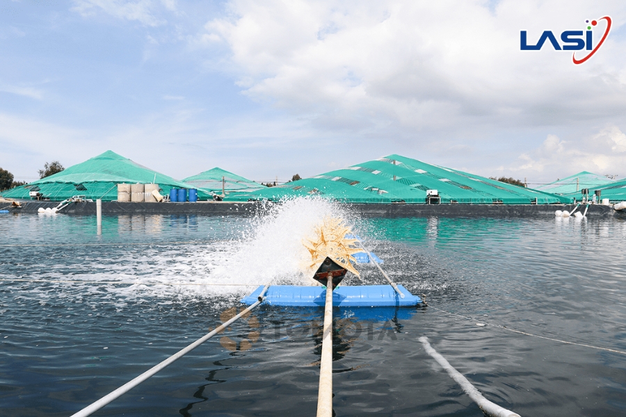 Giảm Dấu Chân Carbon Trong Nuôi Trồng Tôm