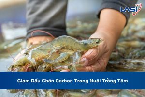 Giảm Dấu Chân Carbon Trong Nuôi Trồng Tôm