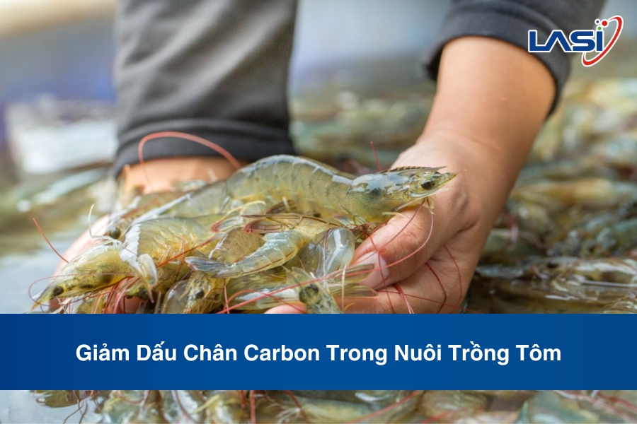 Giảm Dấu Chân Carbon Trong Nuôi Trồng Tôm