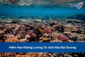 Hiểm Họa Không Lường Từ Axit Hóa Đại Dương