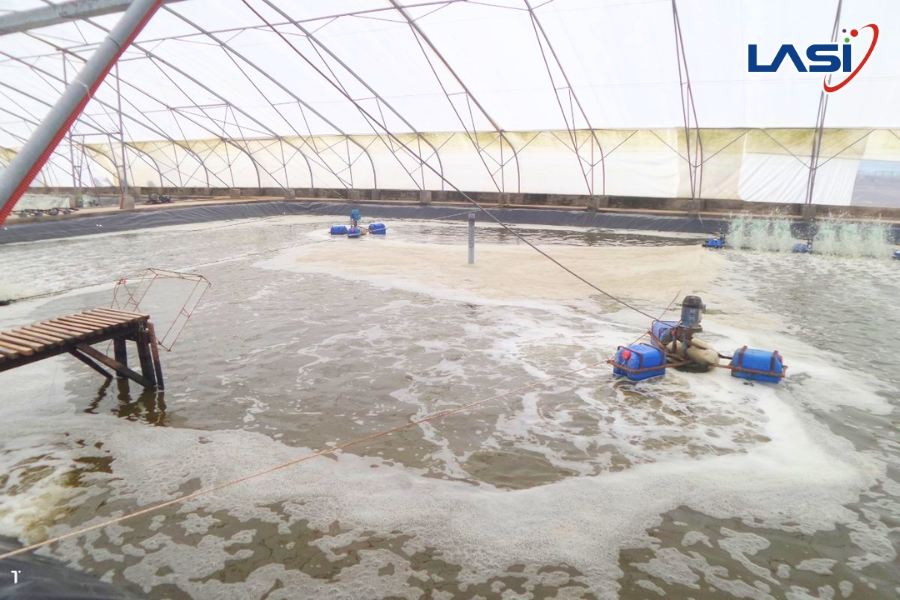 Lợi Ích Của Công Nghệ Ozone Trong Nuôi Trồng Tôm