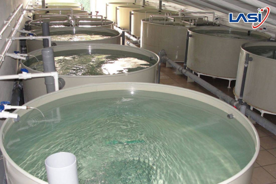 Lợi Ích Của Công Nghệ Ozone Trong Nuôi Trồng Tôm