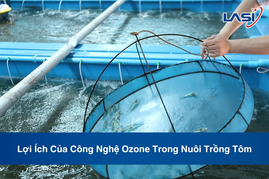 Lợi Ích Của Công Nghệ Ozone Trong Nuôi Trồng Tôm