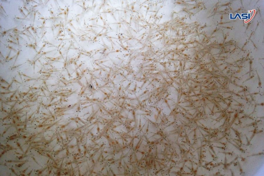 Phần Mềm Nhận Dạng Kích Thước Và Bệnh Tôm