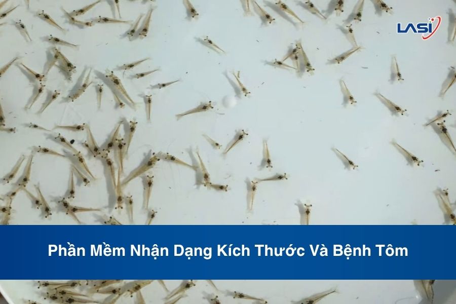 Phần Mềm Nhận Dạng Kích Thước Và Bệnh Tôm