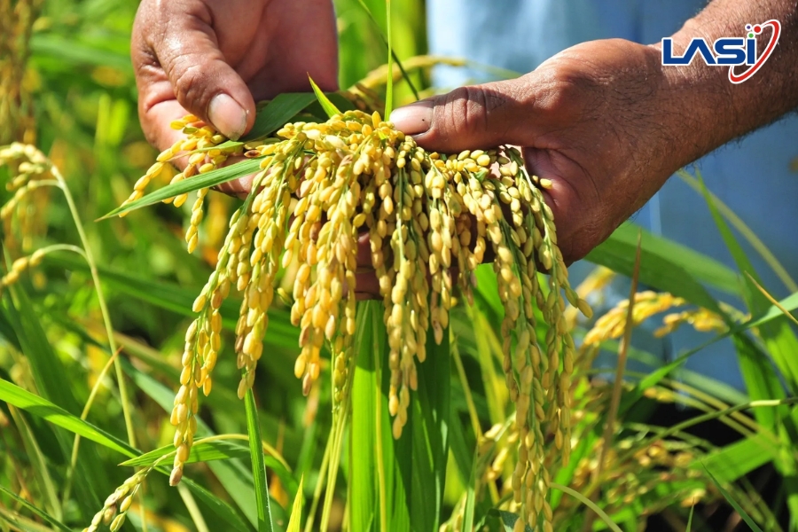 Tìm Hiểu Về Trạm Khí Tượng Nông Nghiệp