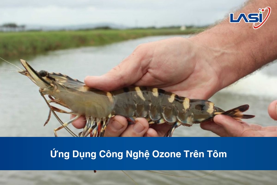 Ứng Dụng Công Nghệ Ozone Trên Tôm