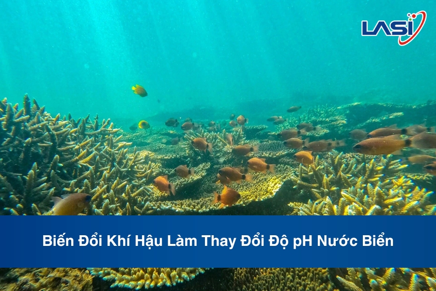 Biến Đổi Khí Hậu Làm Thay Đổi Độ pH Nước Biển