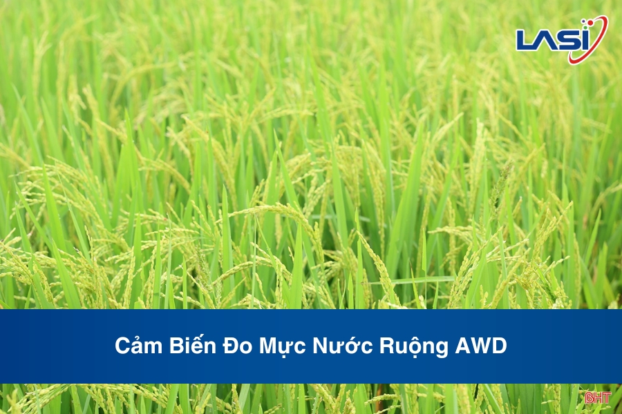 Cảm Biến Đo Mực Nước Ruộng AWD